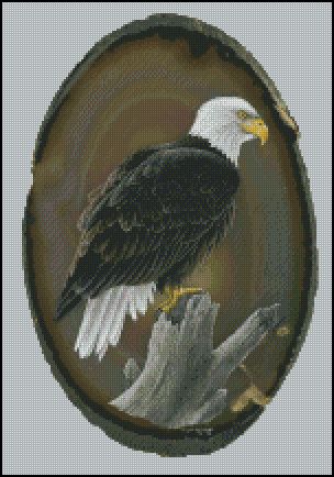 American Bald Eagle - CR